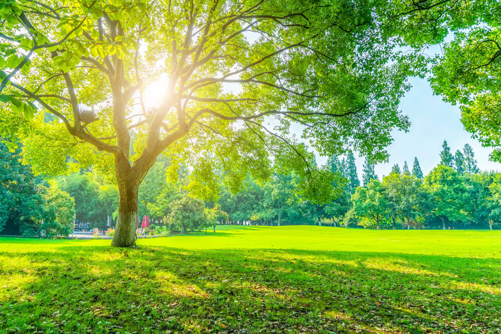 Grass And Green Woods In The Park